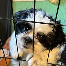 Stella - Sable and white female Shih Tzu puppy in Victorville, California from Precioustzus