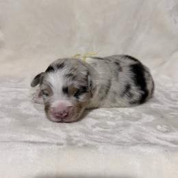 Yellow Ribbon Blue Merle Boy - Blue merle male Australian Shepherd puppy in Dundee, Ohio from Aussies Of Circle H