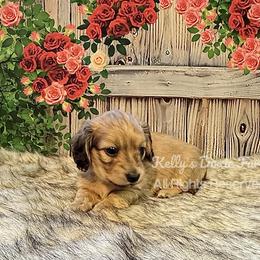 Shaded Cream Male Longhair Blue Colkar - Cream male Dachshund puppy in Cleveland, Tennessee from Kelly's Doxie Farm