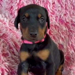Girl 2 - female Doberman Pinscher puppy in Centralia, Missouri from TopSpots Farm