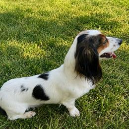 Bailey - Dachshund