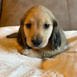 Cinnamon's Boy 2 - Red - Cream male Dachshund puppy in Jonesboro, Illinois from Twin Hills Dachshunds