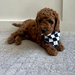 Goldendoodle puppies from Dashing Doodle Pups