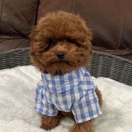 Tobby - Poodle