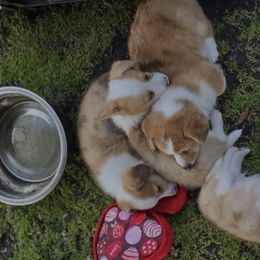 American Corgis and Pembroke Welsh Corgis from Mulkeys Little Corgis