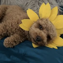Ginger - Poodle