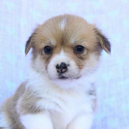 Girl 3 - Sable female Pembroke Welsh Corgi puppy in Williams, California from Bear Creek Corgis