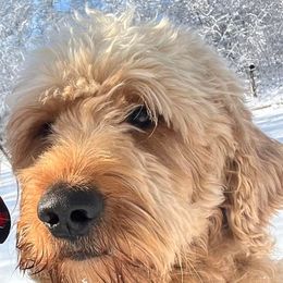 Goldendoodles and Poodles from Kanallakan’s Poodles & Doodles