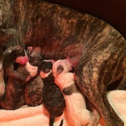 Whippet Puppies from Laurel-Highmoor Whippets