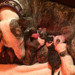 Whippet Puppies from Laurel-Highmoor Whippets