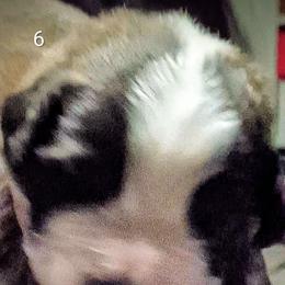 Boy 3 - Brown and white male Saint Bernard puppy in Clover, South Carolina from Sweetest Saints