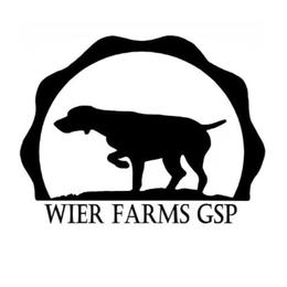 Girl - Liver and white female German Shorthaired Pointer puppy in Moyie Springs, Idaho from Wier Farms GSP