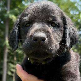 Boy 2 - male Labrador Retriever puppy in Rockville, Indiana from Point to Point West