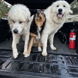 Great Pyrenees All Grown Up from McCarthy Ranchette