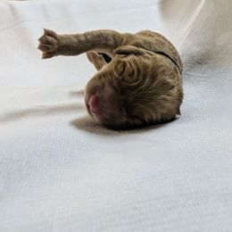 Dilute Retriever and Labrador Retriever Puppies from LC Hunting Labs, LLC.