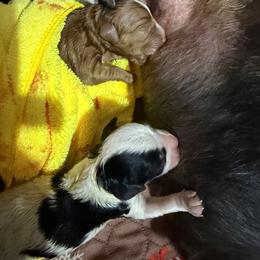 Pics coming soon - Merle male Assorted Doodle Crosses puppy in Yuciapa, California from AlltheDoodlez_