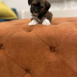 Havanese and Havapoo Puppies from Ladypawspuppies