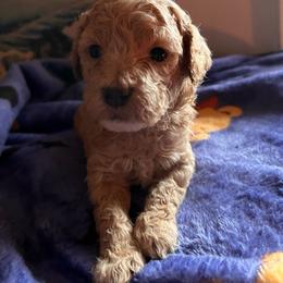 Chevy - Apricot male Goldendoodle puppy in Cumberland, Rhode Island from minigoldendoodlesofRI