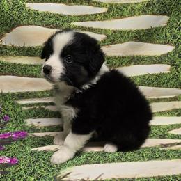 Girl 4 - Black tri-color female Australian Shepherd puppy in Lakeland, Florida from Diamond P Australian Shepherds