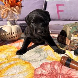Pink - Black female Labrador Retriever puppy in Talking Rock, Georgia from Bethel Woods Kennels