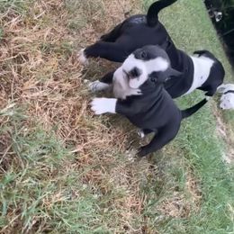 American Bully Puppies from D1.Bullz.And.Thangz