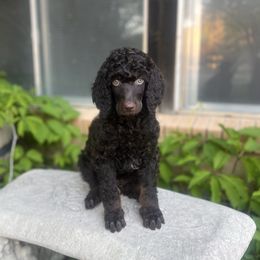 Macchiato - Phantom Poodle puppy in Sandy, Utah from Royal Ridge Poodles