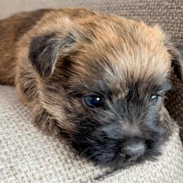 Archie - Wheaten brindle male Cairn Terrier puppy in St. Joseph, Missouri from Stone & Thistle Cairn Terriers