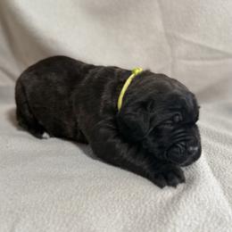 Lime - Black male Cane Corso puppy in Paris, Texas from Knucklehead Cane Corso