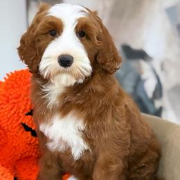Autumn - Red  female Goldendoodle puppy in Yuciapa, California from AlltheDoodlez_