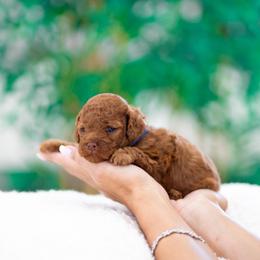 Romeo - Red  male Poodle puppy in Fort Myers, Florida from Blossom Paws