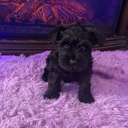 Boy 2 - Black Miniature Schnauzer puppy in Upland, California from Rising Minis of Upland