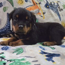 Blue male natural tailed - Black and mahogany male Rottweiler puppy in Salem, Oregon from C&C Royal Rottweilers