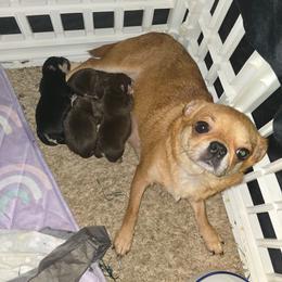 Honey - Chihuahua