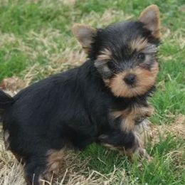 Yorkshire Terriers from Trinity Yorkshire Terriers