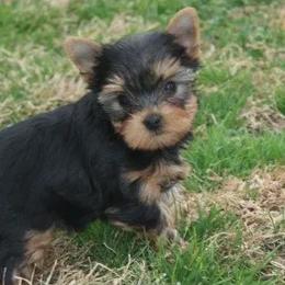Yorkshire Terriers from Trinity Yorkshire Terriers