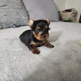 Borff - Black and tan male Yorkshire Terrier puppy in Sidney, Ohio from Little Yorkie World