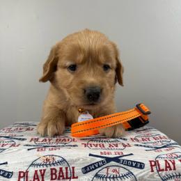 4th pick boy (Orange) - Golden male Golden Retriever puppy in Petaluma, California from Contango Goldens