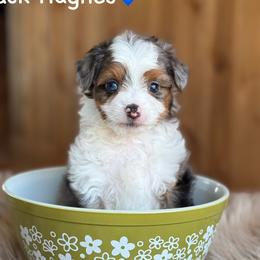 Jack Hughes - Blue merle male Aussiedoodle puppy in Lancaster, Minnesota from Finney Ranch
