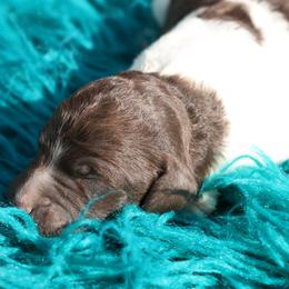 Dot - Parti female Poodle puppy in Ephrata, Washington from NCR Ranch