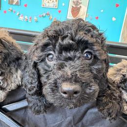 Smokey - Sable male Goldendoodle puppy in Philadelphia, Pennsylvania from Jah’s Retrievers