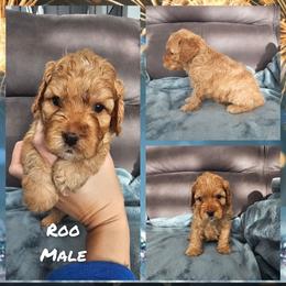 Roo - Red male Cockapoo puppy in Zanesville, Ohio from Oodles of Doodles & Poos
