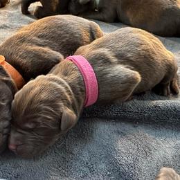 Dark Pink Girl - Chocolate female Labrador Retriever puppy in Rock Hill, South Carolina from North Star Retrievers