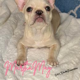 Martha May - Blue female French Bulldog puppy in Spokane, Washington from 47 North Frenchies, LLC