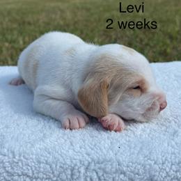 AKC Levi - Lemon and white male Beagle puppy in Rogersville, Missouri from Hales Little Beagle Haven