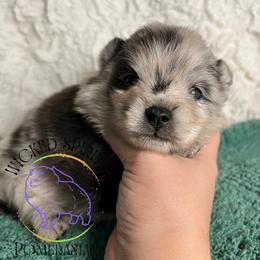HOLD AKC PUGSLEY - Blue merle male Pomeranian puppy in Watkins Glen, New York from Wicked Spirits Pomeranians