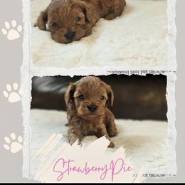Strawberry Pie - Red  female Goldendoodle puppy in Newdale, Idaho from Canyon Creek Puppies