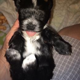 Havanese Puppies from Selah Havanese