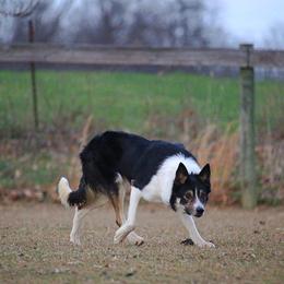 Ricky - Border Collie