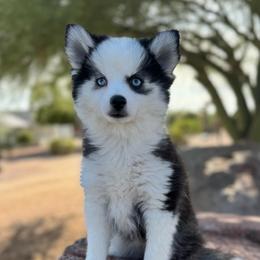 Eleanor - Black and white female Pomsky puppy in Mesa, Arizona from Platinum Pomskies