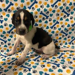 Star - Blue ticked and tan female Bluetick Coonhound puppy in Mount Pleasant, Texas from Harmons Hounds